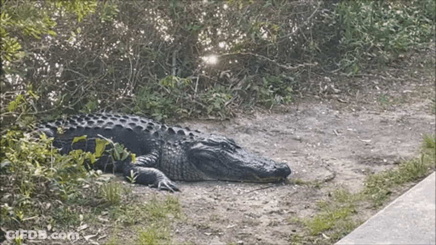 Alligator Sleeping Beside The Road GIF