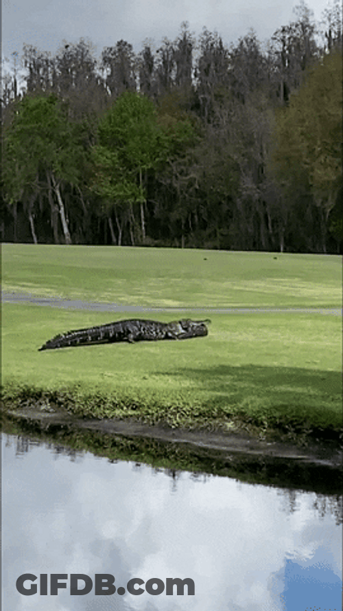 Alligator Slowly Crawling On Land GIF