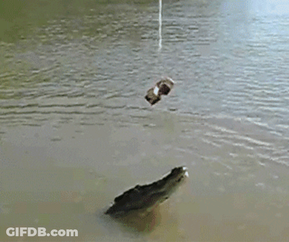 Alligator Trying To Reach Bait GIF