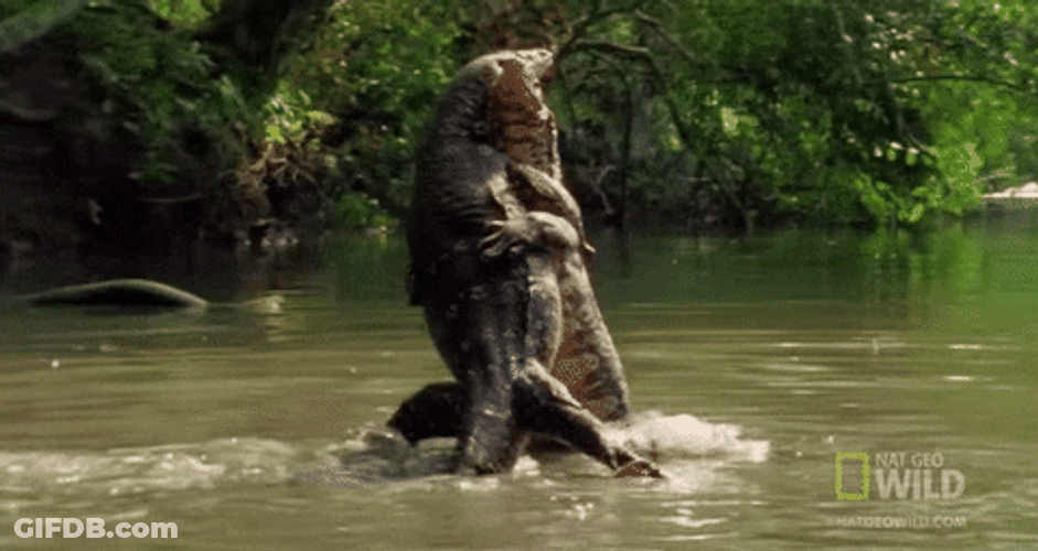 Alligator GIF