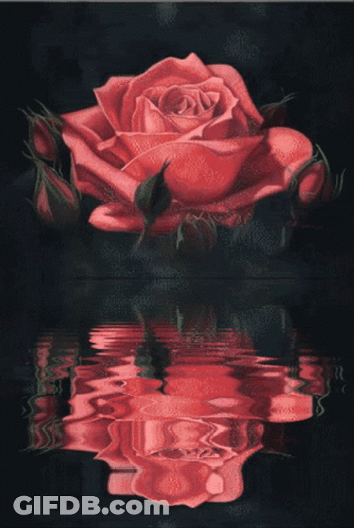 Alluring Red Roses Reflection GIF