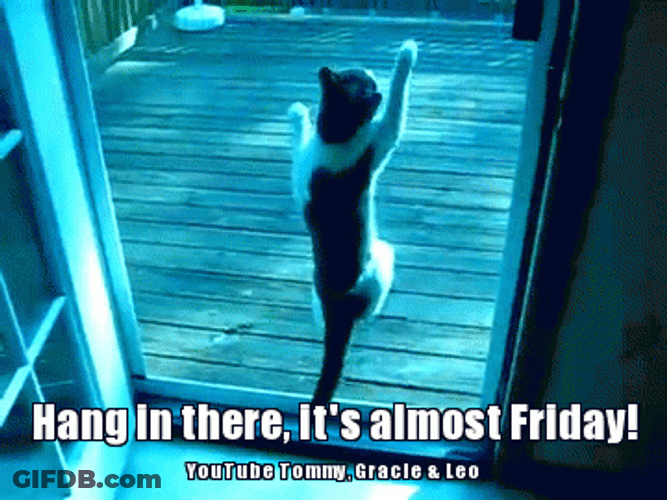 Almost Friday Is Like Hanging Cat GIF
