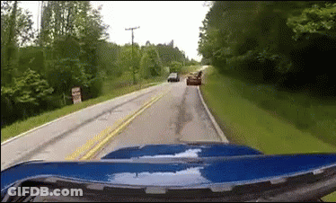 Almost Roadkill, But Nope GIF