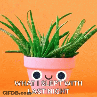 Aloe Vera Plant In Pink Pot Saying What I Slept With Last Night GIF