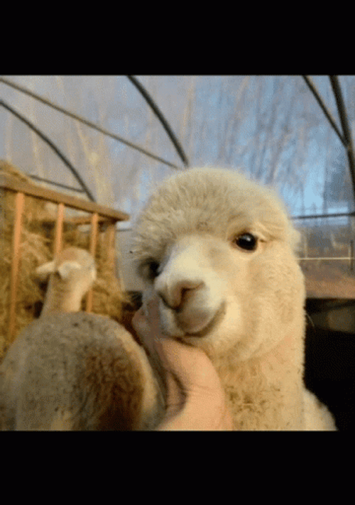 Alpaca And Jin GIF