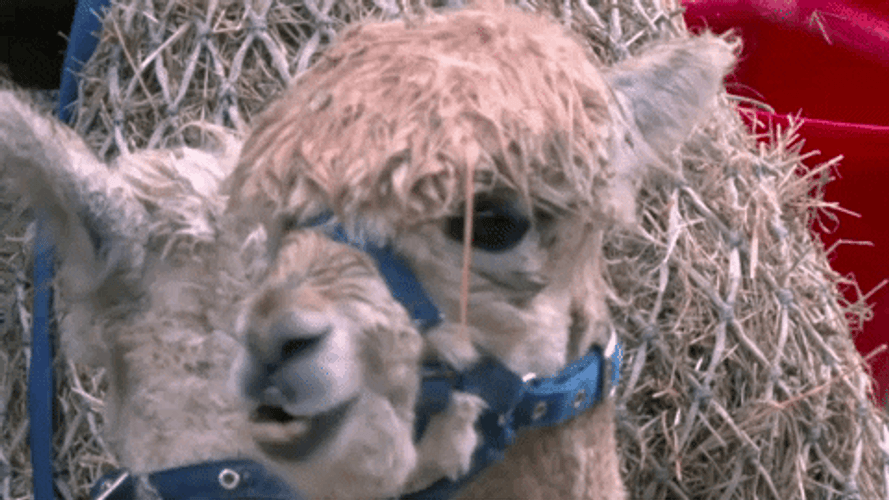 Alpaca Chewing With Mouthguard GIF