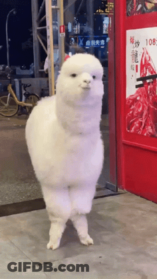 Alpaca Cute Wink Funny Animal GIF