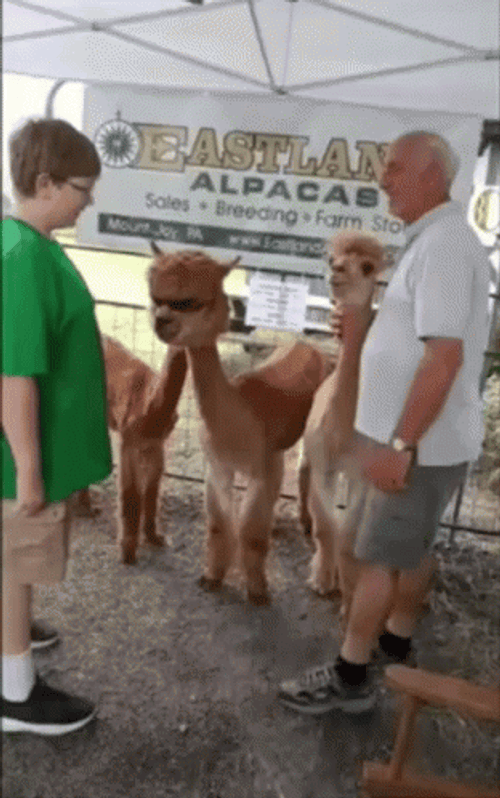 Alpaca In Sunglasses GIF