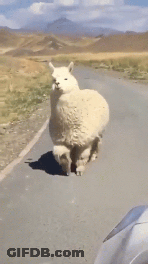 Alpaca Looking On Car Window GIF