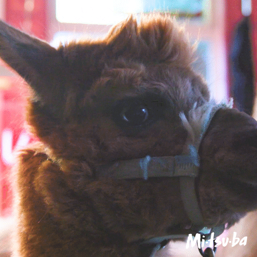 Alpaca Mouth Guard GIF
