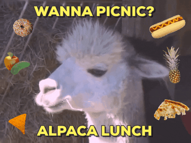 Alpaca Picnic Lunch GIF