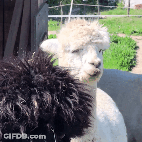 Alpaca Raising Its Ears GIF
