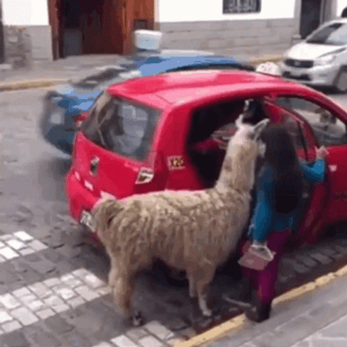 Alpaca Riding Taxi GIF