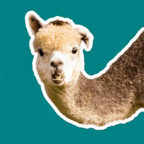 Alpaca Swag Sunglasses GIF