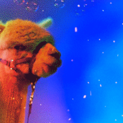 Alpaca With Bubbles GIF