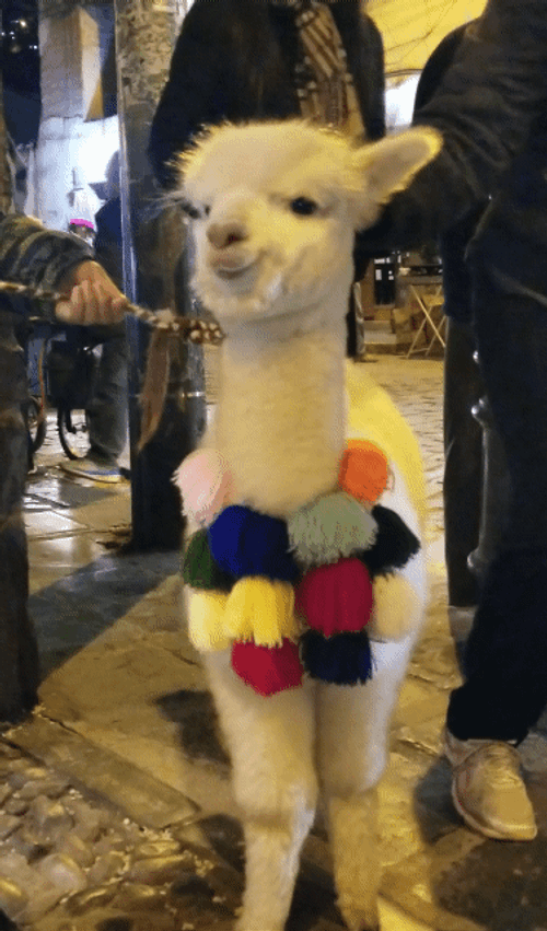 Alpaca With Garland. GIF