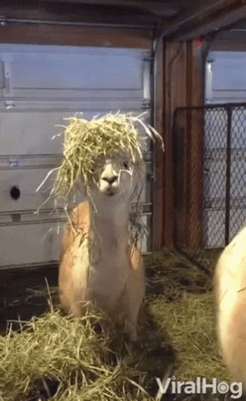 Alpaca With Hay GIF