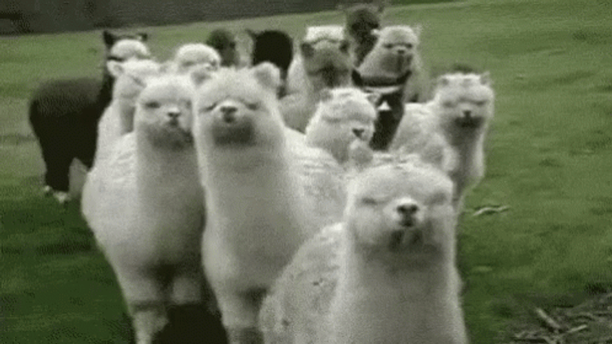Alpacas Group Gathering GIF