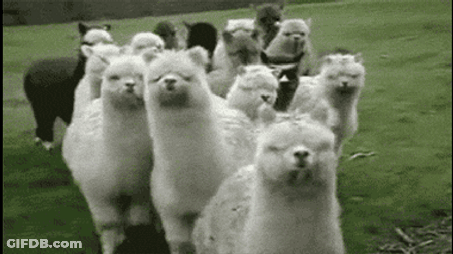 Alpacas Herd Walking Cute Animal GIF