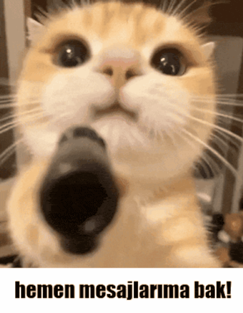 Alphams Alphams Gif GIF