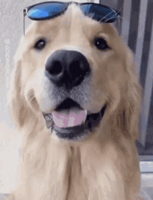 Always Sunny Doggo Sunglass GIF
