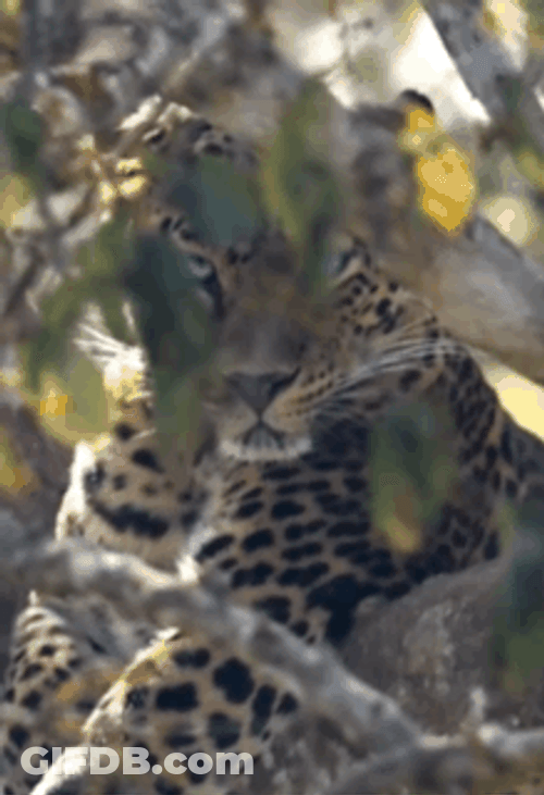 Always Watching Leopard GIF