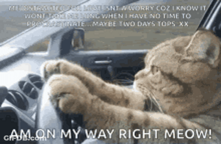 Am On My Way Cat Driving GIF