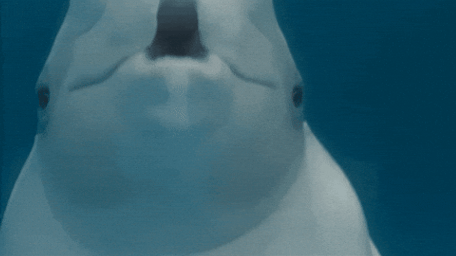 Amazed Beluga Saying Wow GIF