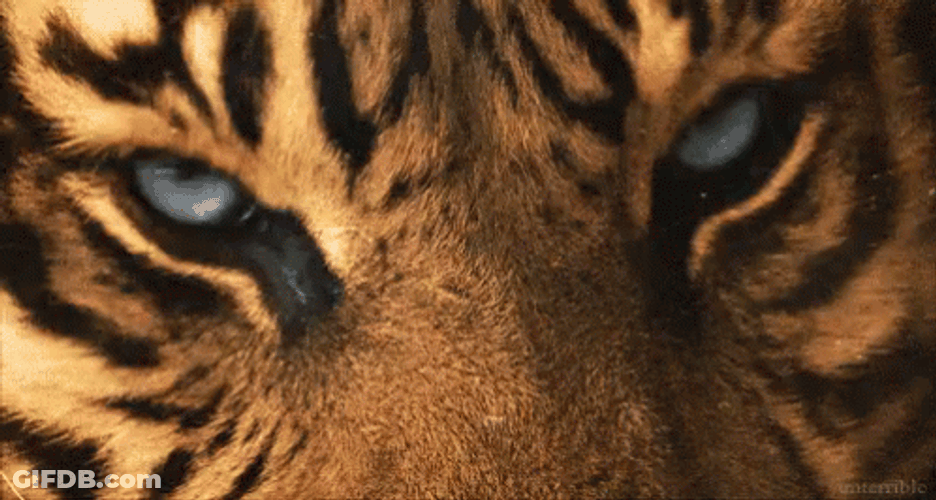 Amazing Blinking Tiger Eyes GIF