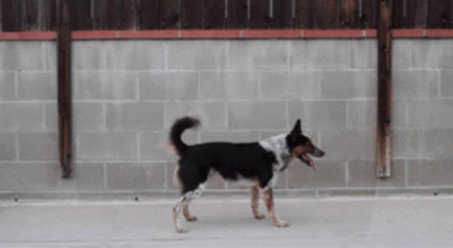 Amazing Dog Back Flip GIF