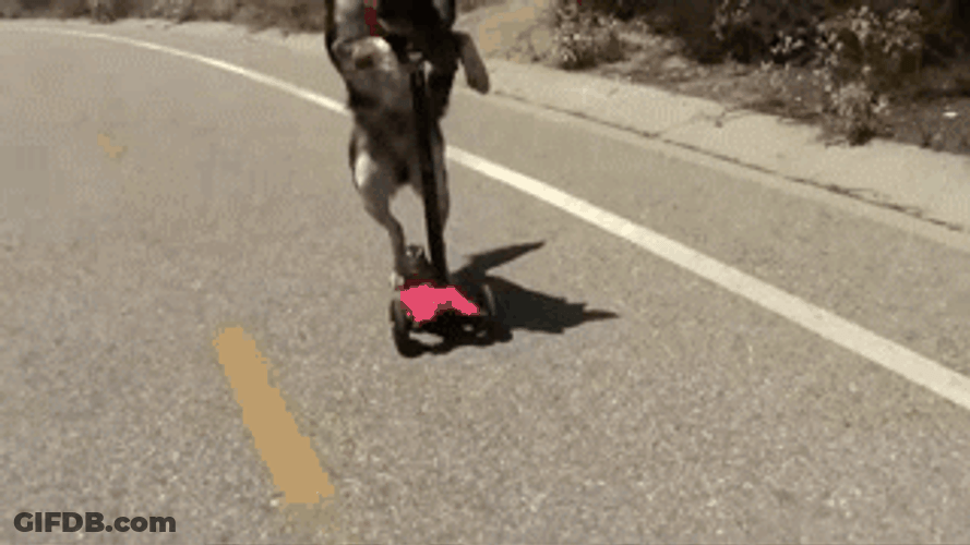 Amazing Dog Riding Scooter Fast On Highway GIF