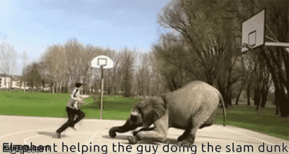 Amazing Elephant Assisted Slam Dunk GIF