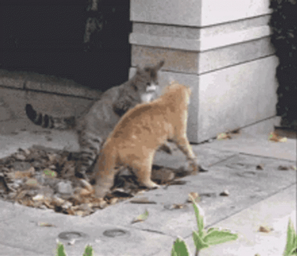 Amazing Funny Cat Fight GIF