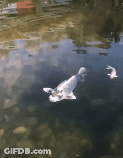 Amazing Giant Koi Fish GIF
