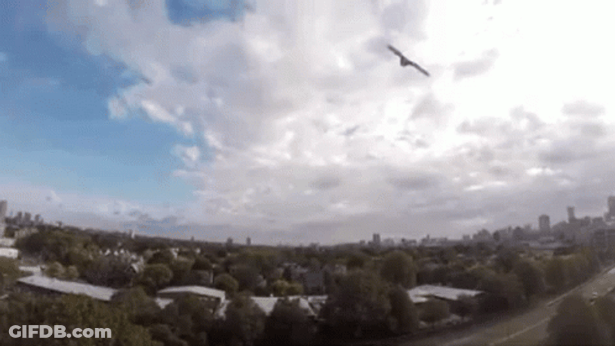 Amazing Hawk Flying Landing GIF