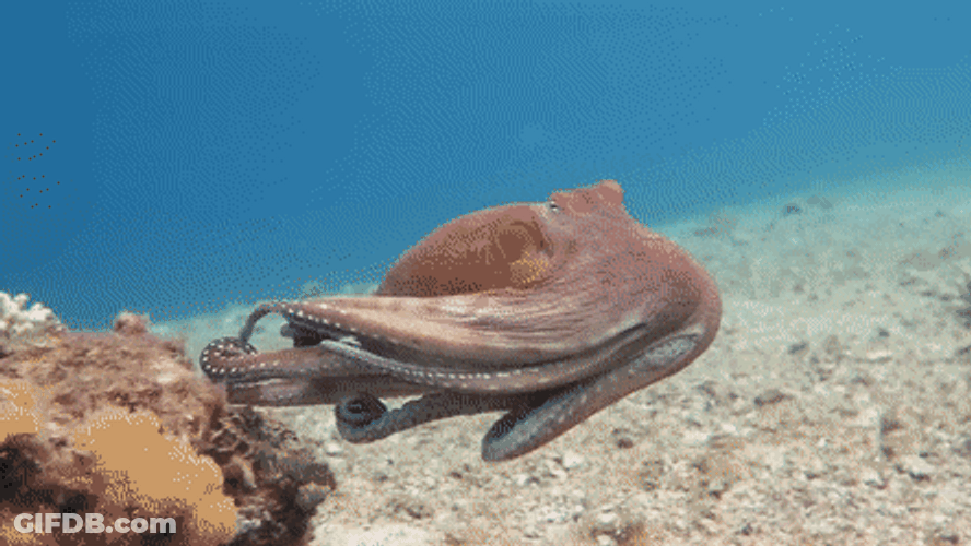 Amazing Octopus Camouflages On The Rock GIF