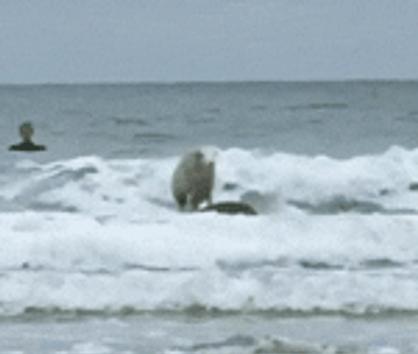 Amazing Sheep Surfing Wave GIF