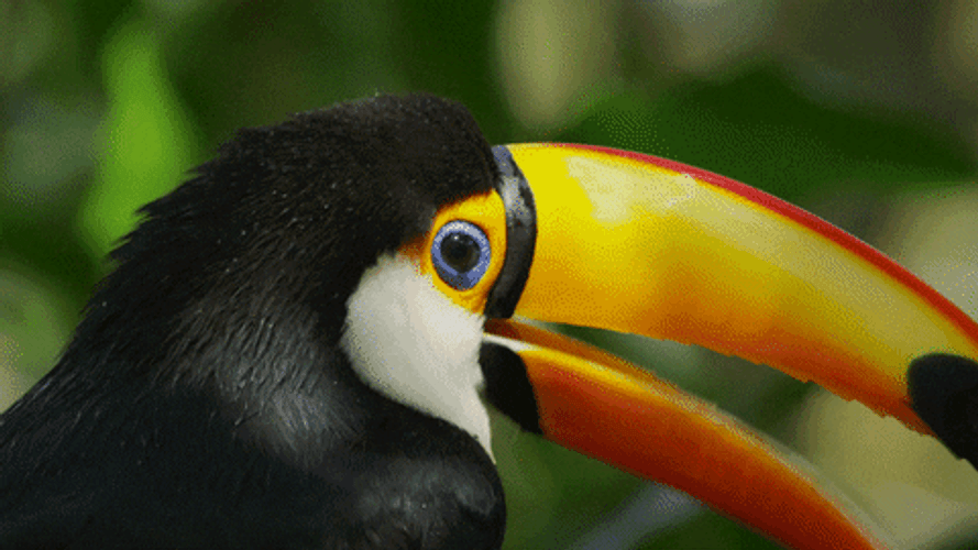 Amazing Toucan In Nature GIF