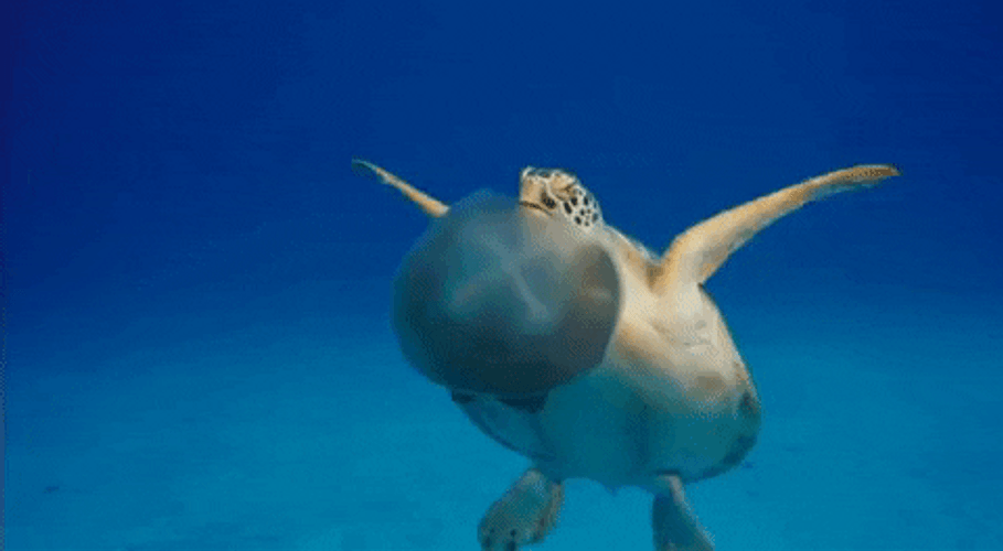 Amazing Turtle Swimming With Jellyfish GIF