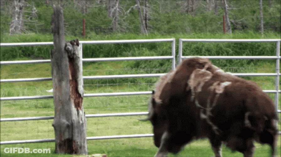 American Bison Bull Attacking A Wood GIF