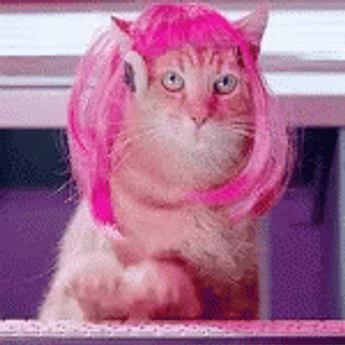 American Curl Cat Call Centre Job GIF