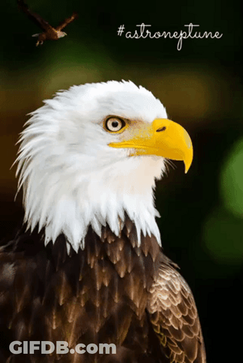 American Eagle Portrait GIF