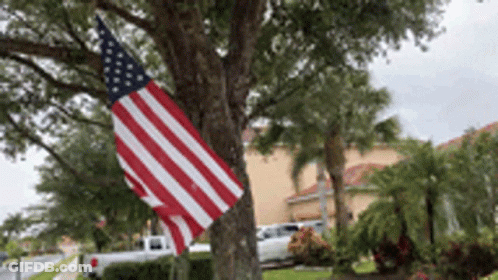 American Flag Hanging On Tree GIF