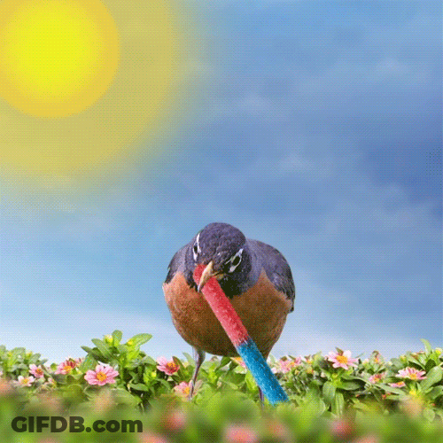 American Robin Bird Happy Spring GIF