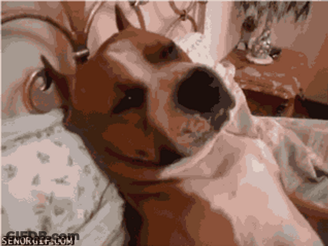 American Staffordshire Sleeping On Bed GIF