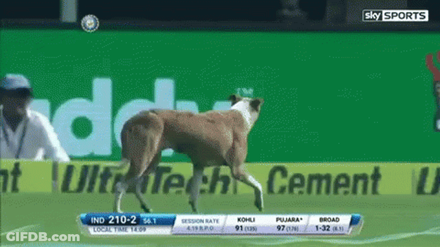 American Staghound Crickets Meme GIF