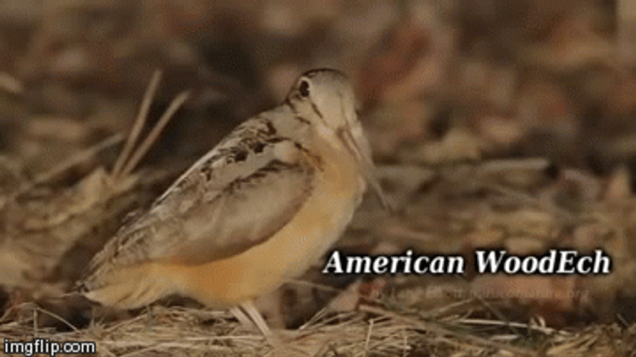 American Woodpecker Ech Bird GIF