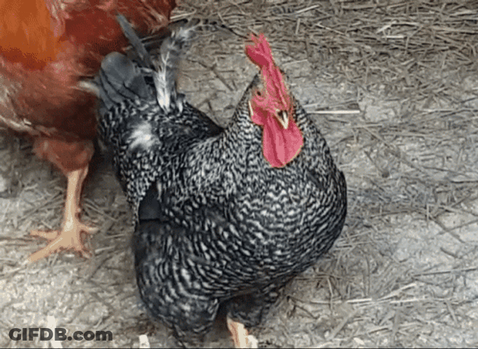Amrock Rooster Shaking Head GIF