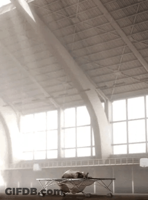 Amusing Animal Happy Elephant Bounce GIF
