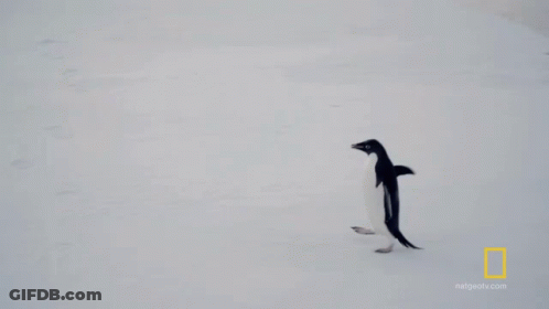An Ad For National Geographic Shows A Penguin Walking On The Snow GIF